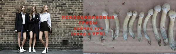 стаф Богданович